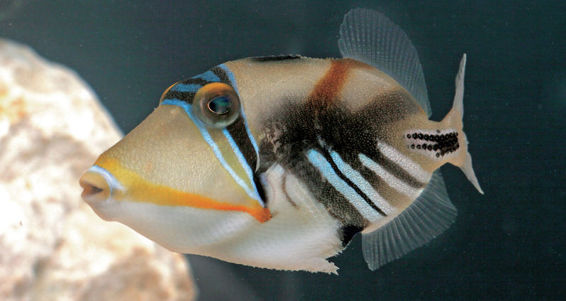The Picasso Triggerfish is beautifully marked and is also an intelligent pet - photo 7