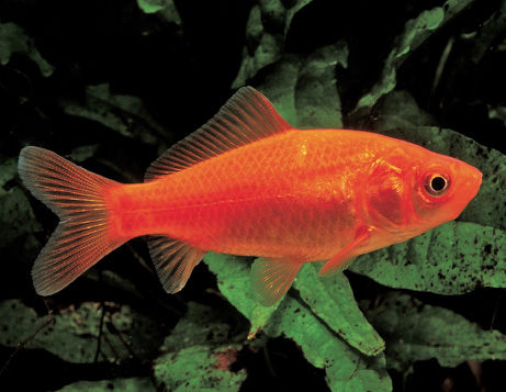 The Goldfish is the most commonly kept pet in the world and is often the first - photo 8