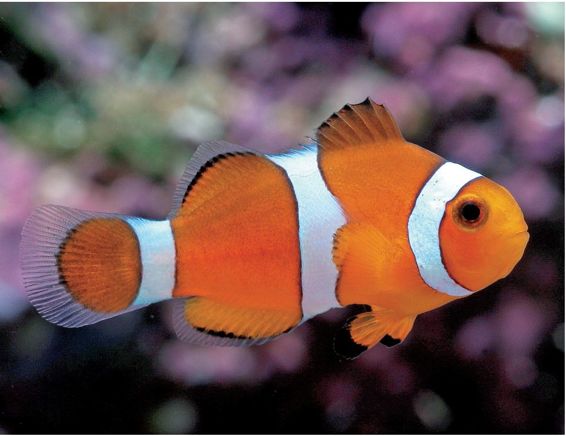 A Clown Fish is a tempting purchase but needs to be kept in the right kind of - photo 9