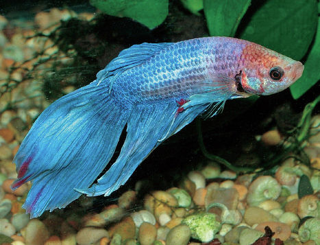 The Siamese Fighting Fish loves tropical temperatures and must be housed in a - photo 10