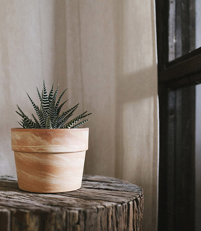 Some plants such as haworthias can survive in a windowsill INTRODUCTION - photo 1