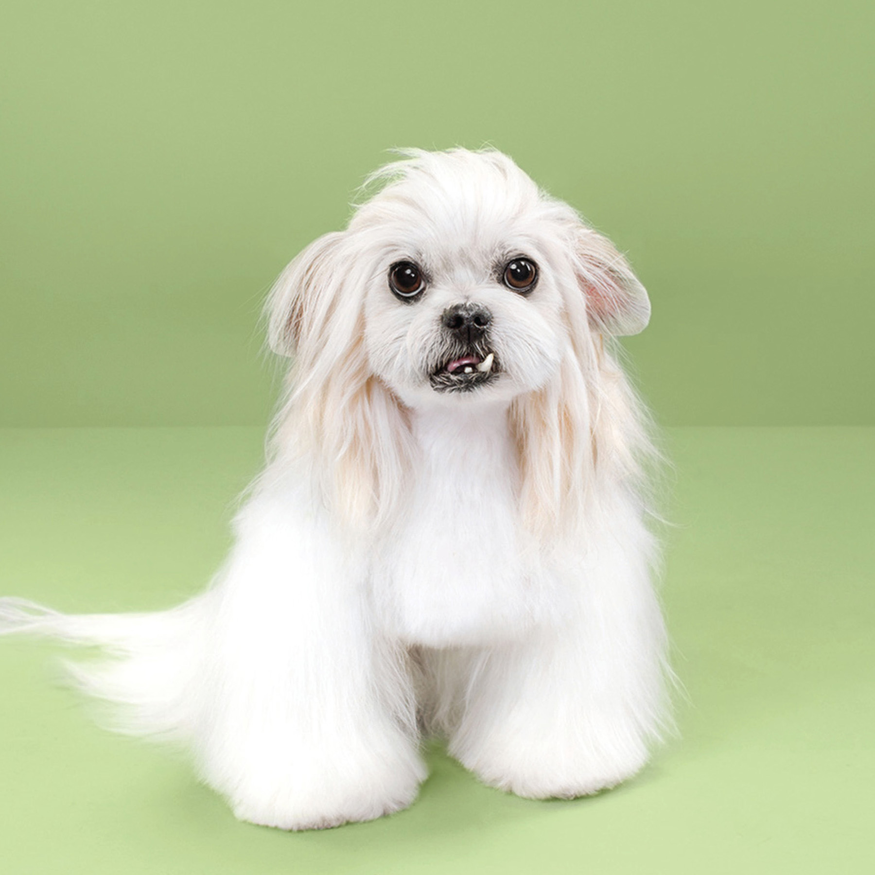 Puppy Styled Japanese Dog Grooming Before After - photo 42