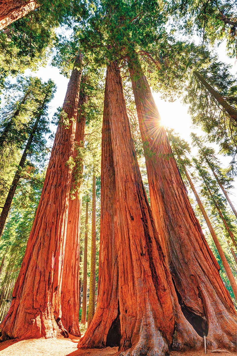 GAZE UP AT REDWOODS IN SEQUOIA AND KINGS CANYON Stand in awe at the base of - photo 11