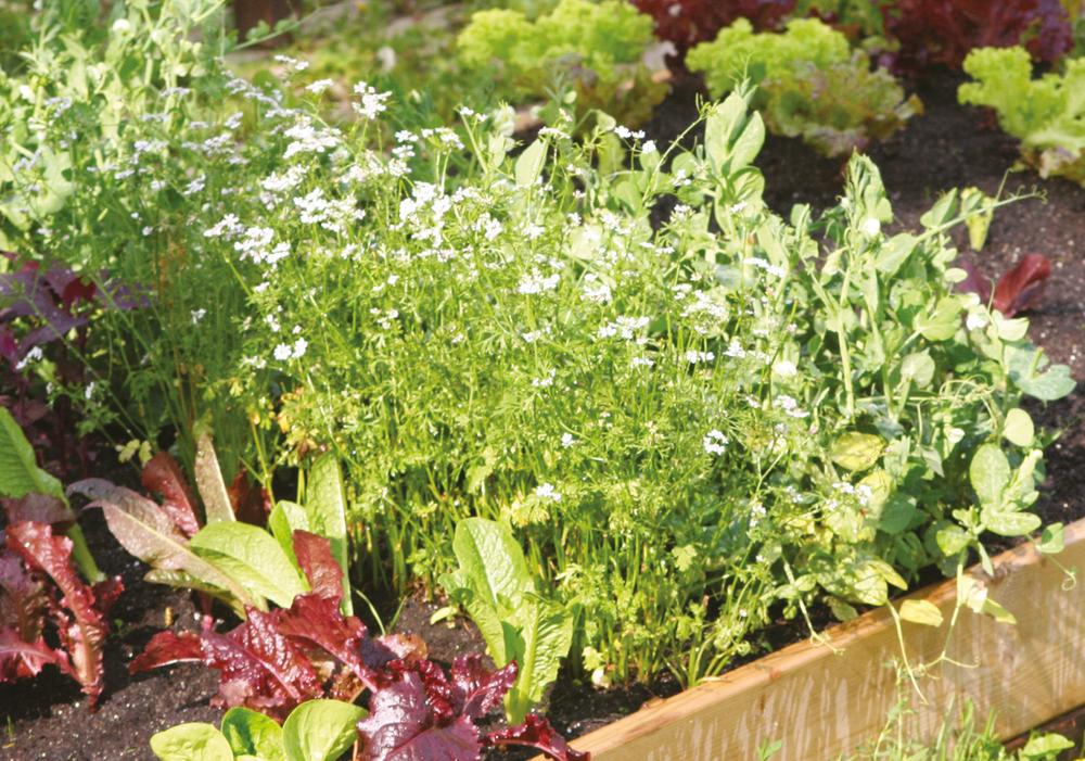 Leaf lettuce coriander flowers and peas for shoots The Conjurors Hat Salad - photo 3