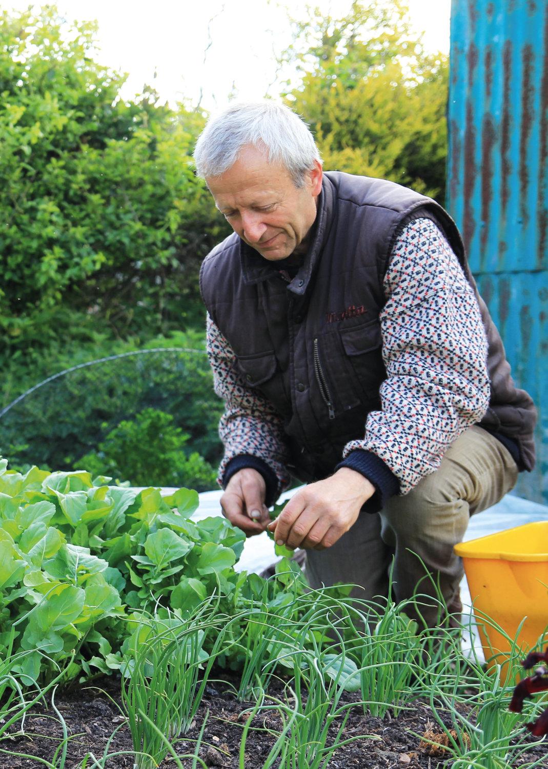 Charles picking salad for sale at Homeacres in spring I share many tips about - photo 5