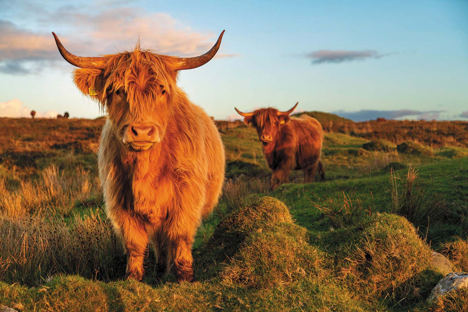 Highland cattle on Islay With the good looks history and intrigue of - photo 8