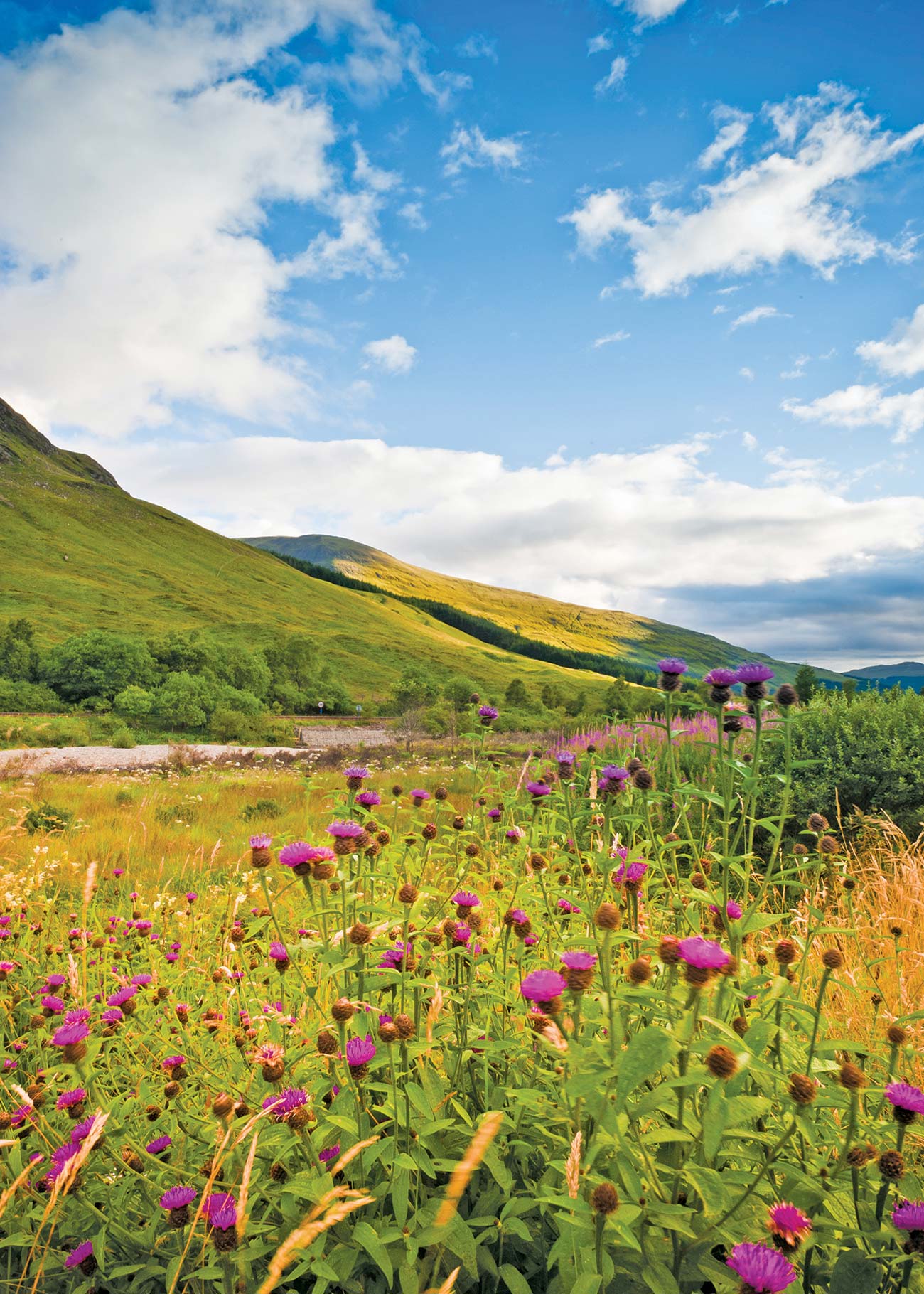 Highland wildflowers University of Glasgow - photo 13