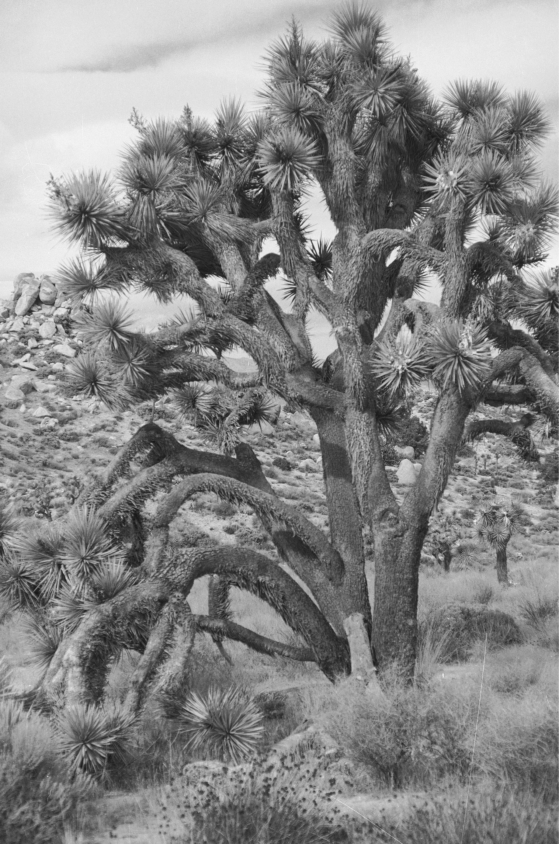 Joshua Tree National Park is in the transition zone between the Colorado and - photo 5