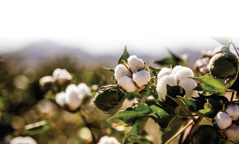 SILK The best-known silk comes from the cocoons of mulberry silkworm larvae - photo 8