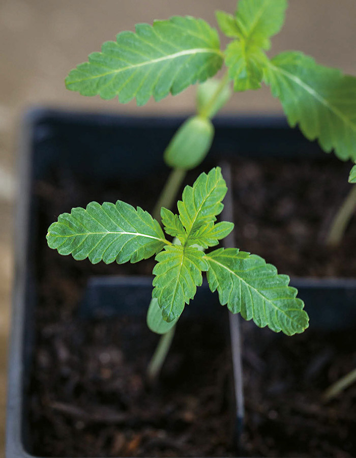 A cannabis seedling at the very start of its journey Preface Full Transparency - photo 4