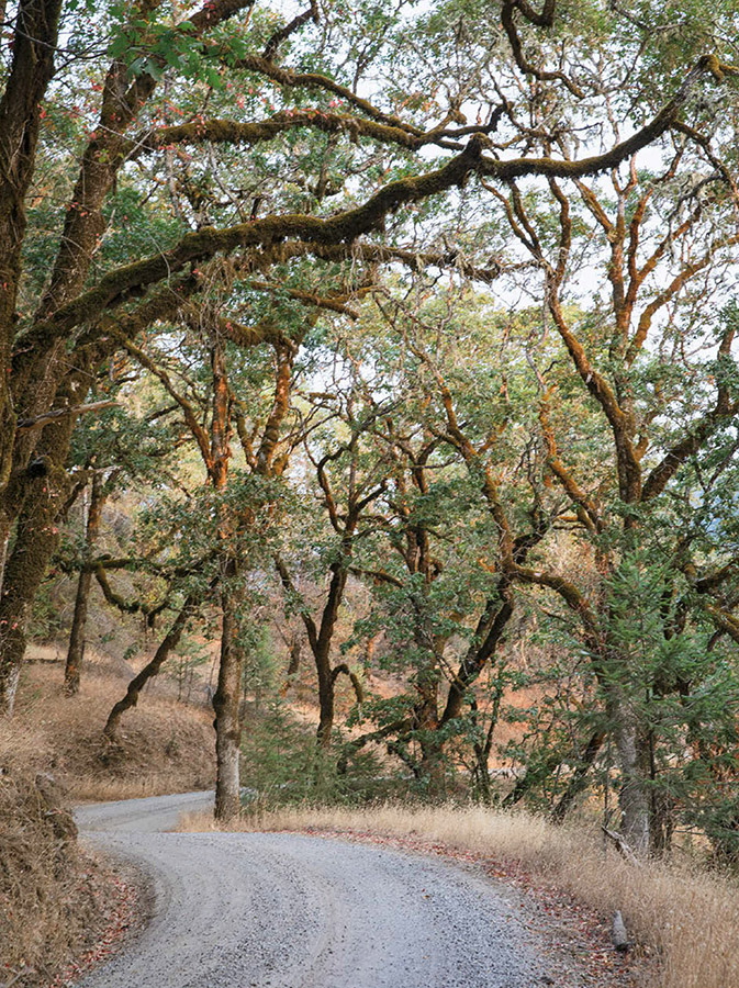 All roads in Mendocino Humboldt and Trinity Counties lead to weedyou just - photo 5