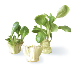 Melissa Raupach - Regrow your Veggies: Growing Vegetables from Roots, Cuttings, and Scraps