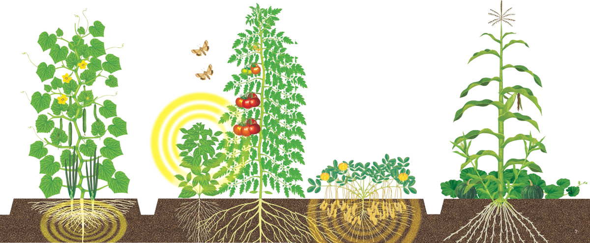 Maximize the Benefits Basics and Tips for Cultivation In order to maximize - photo 10