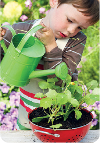 sowing and growing Children love to watch seeds sprout and then go on to - photo 9
