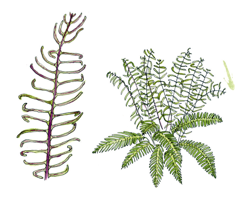 Scaly Male Fern Dryopteris affinis A robust fern that grows in distinct clumps - photo 6