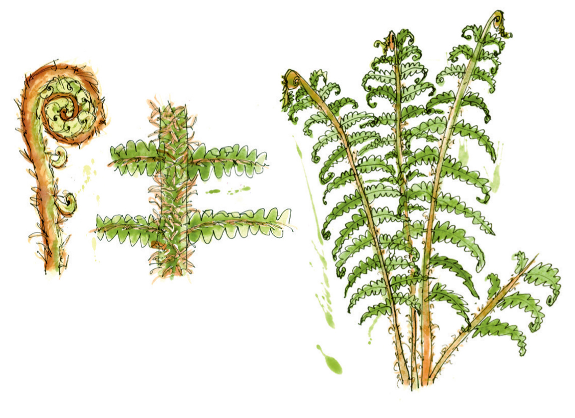 Narrow Buckler Fern Dryopteris carthusiana Like the scaly male fern the stalks - photo 7