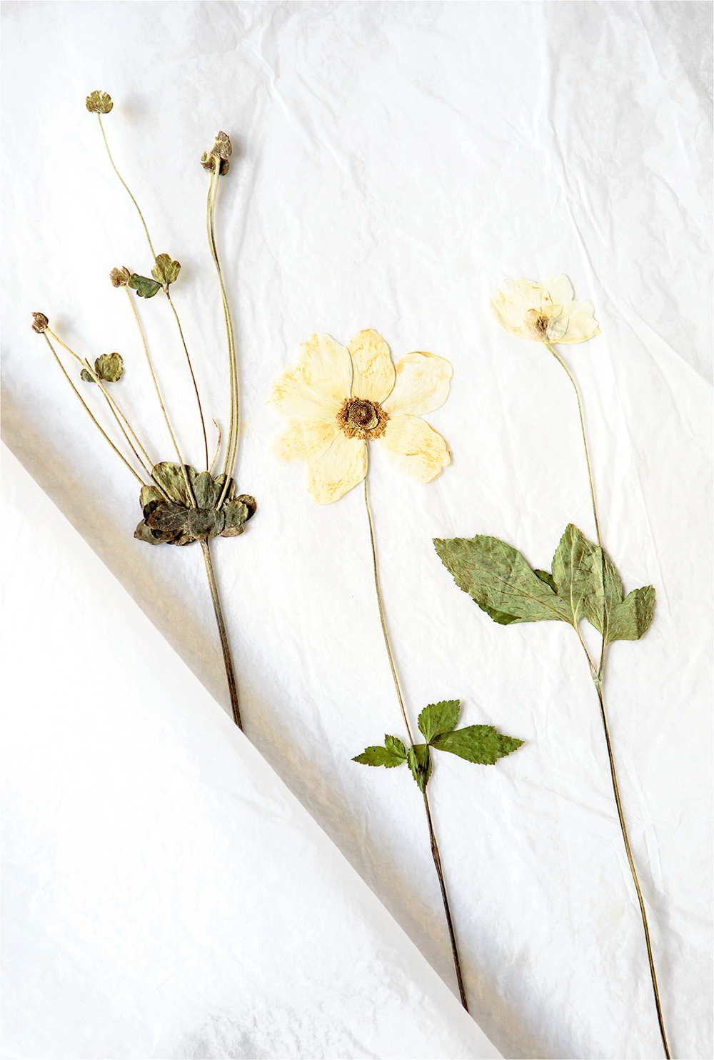 Pressed flowers preserving flowers in a herbarium Drying flowers by pressing - photo 9