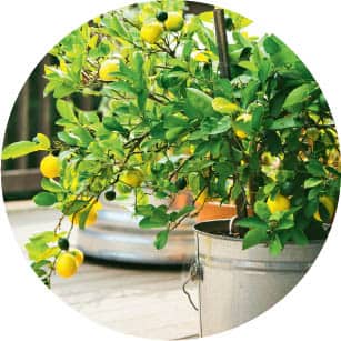 Grow Your Own Mini Fruit Garden Planting and Tending Small Fruit Trees and Berries in Gardens and Containers - photo 7