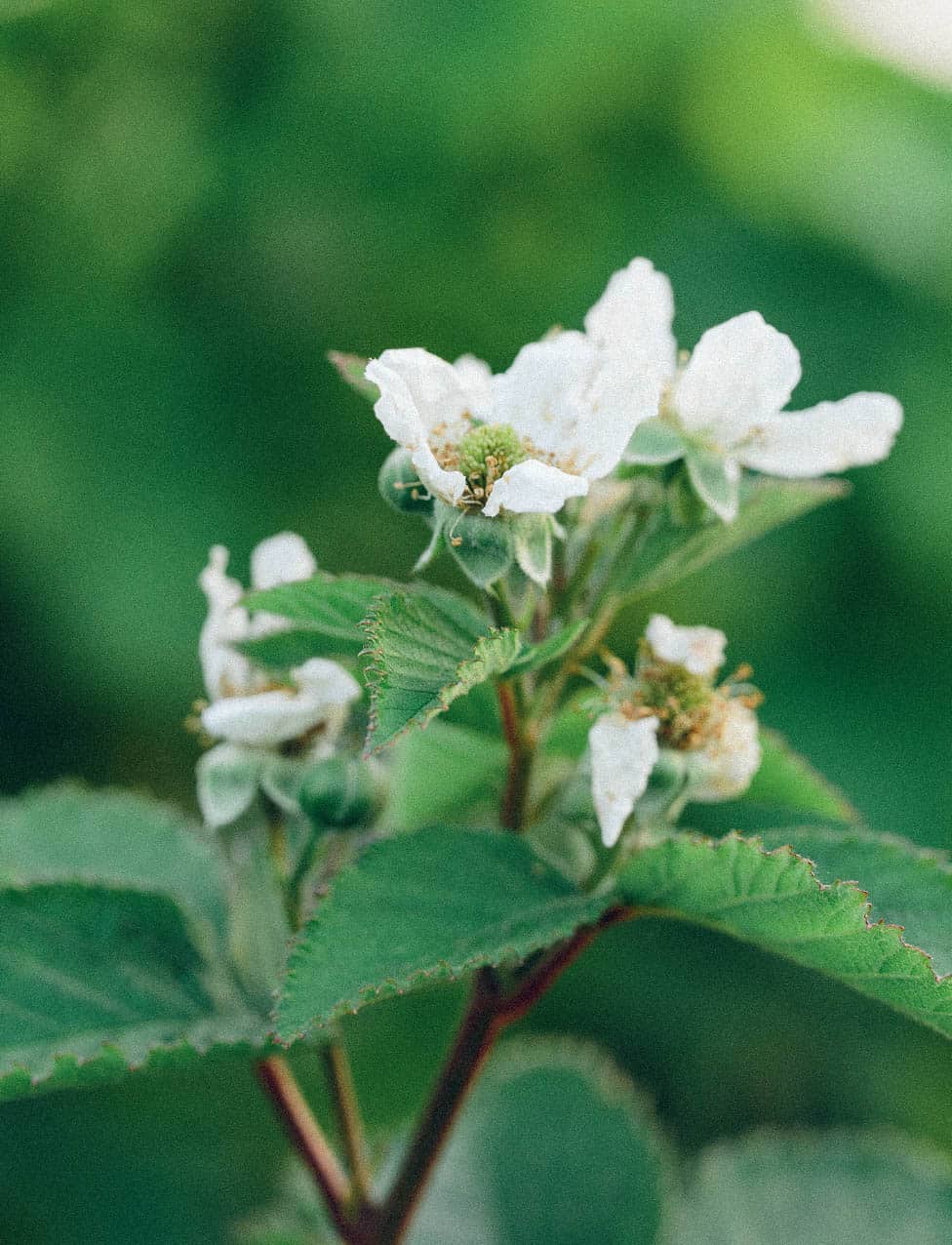 Create a space where pollinators thrive and bees will reward you with fresh - photo 16