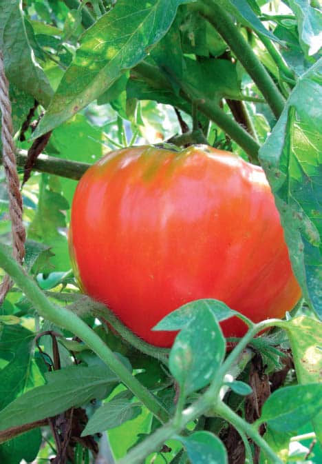 I was first taught how to grow tomatoes and cucumbers as a grade-school child - photo 4