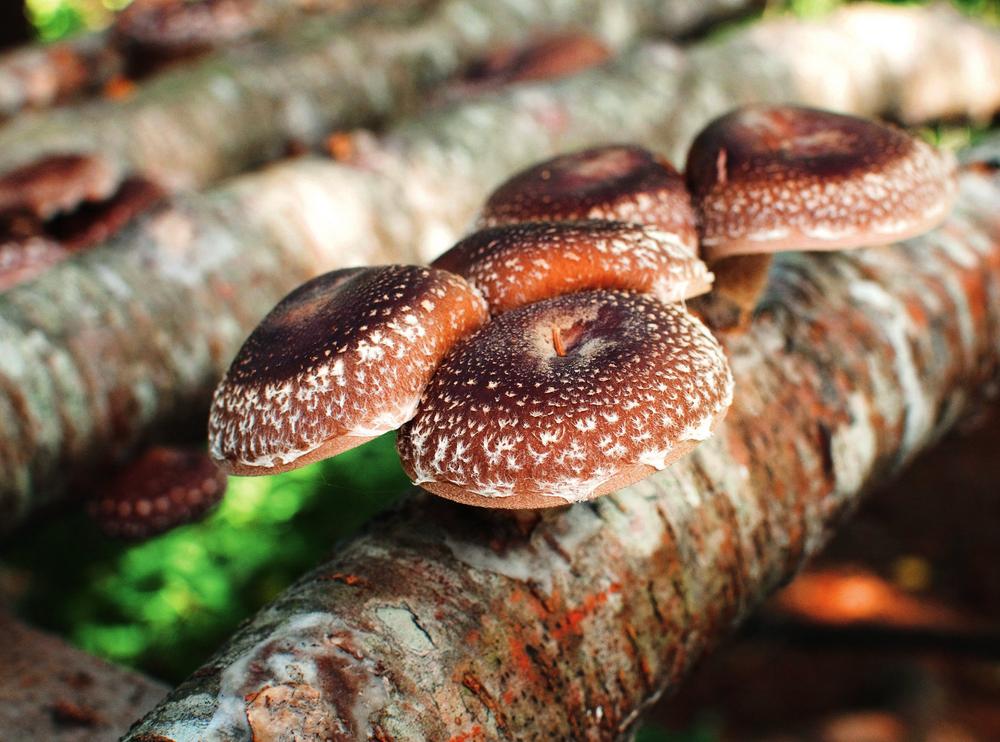 Fungi form their own class in the kingdom of living things separate from - photo 5