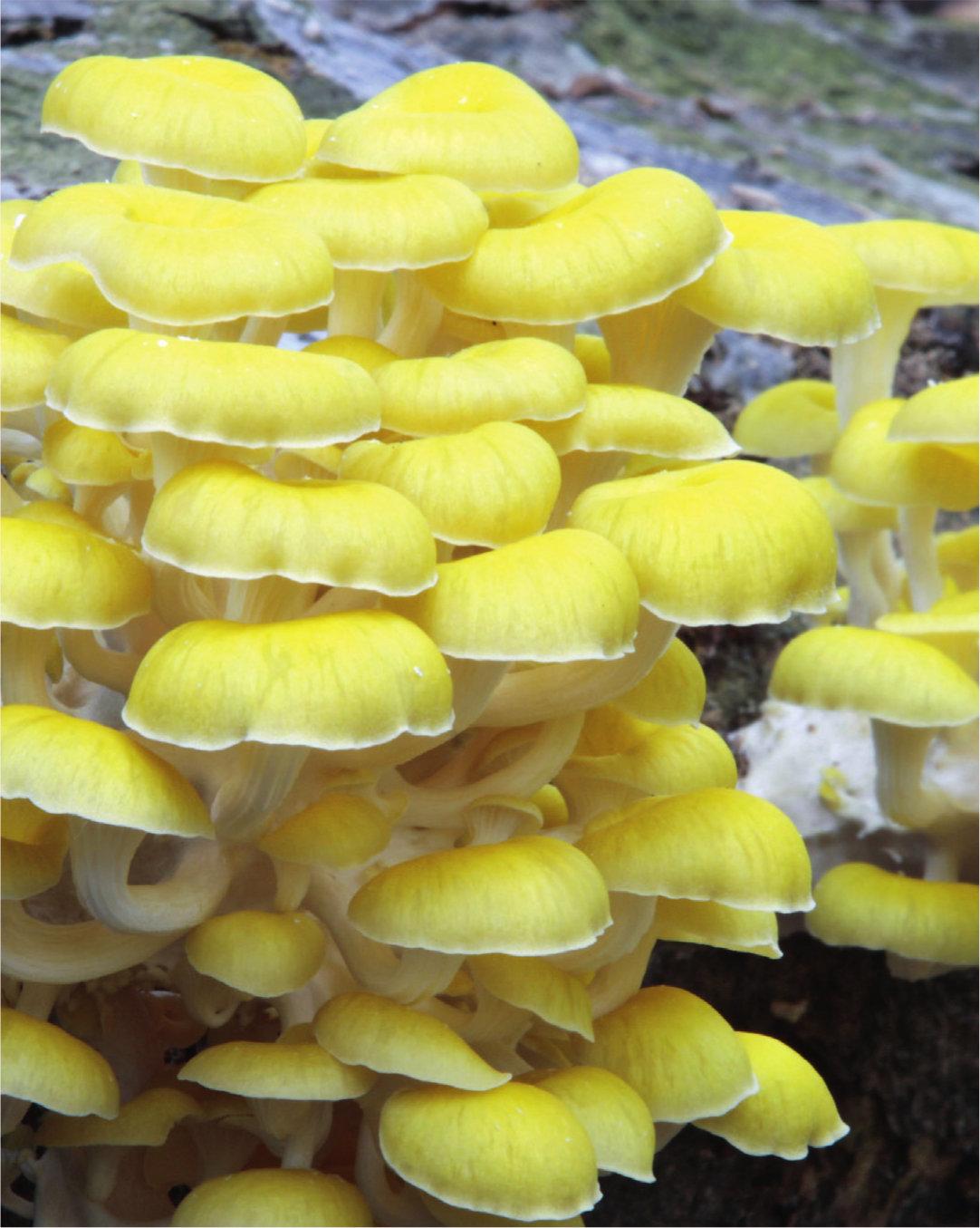 Golden oyster mushrooms are primary decomposers There are two types of - photo 6