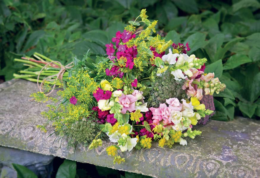 SPRING Snapdragons Rocket and Madame Butterfly sweet William Amazon dill - photo 8