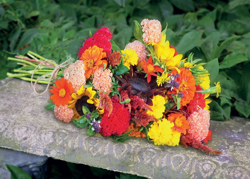 FALL Sunflower Moulin Rouge and ProCut Mexican sunflowers celosia Jura - photo 10