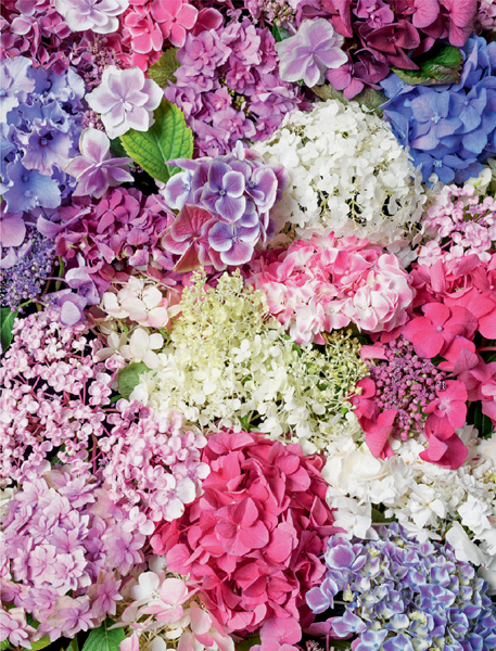 Hydrangeas Beautiful varieties for home and garden - image 2