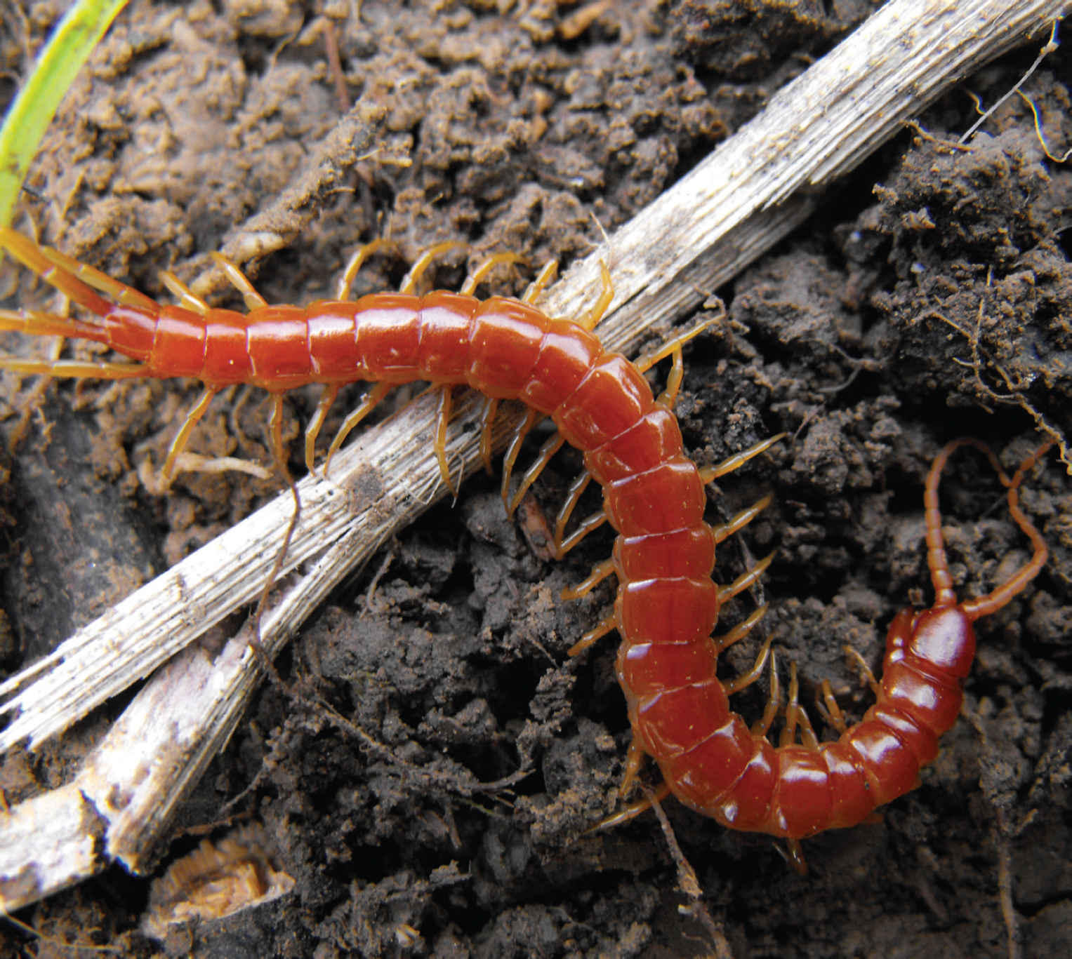 The presence of centipedes and other predators is a sign your garden is in - photo 8