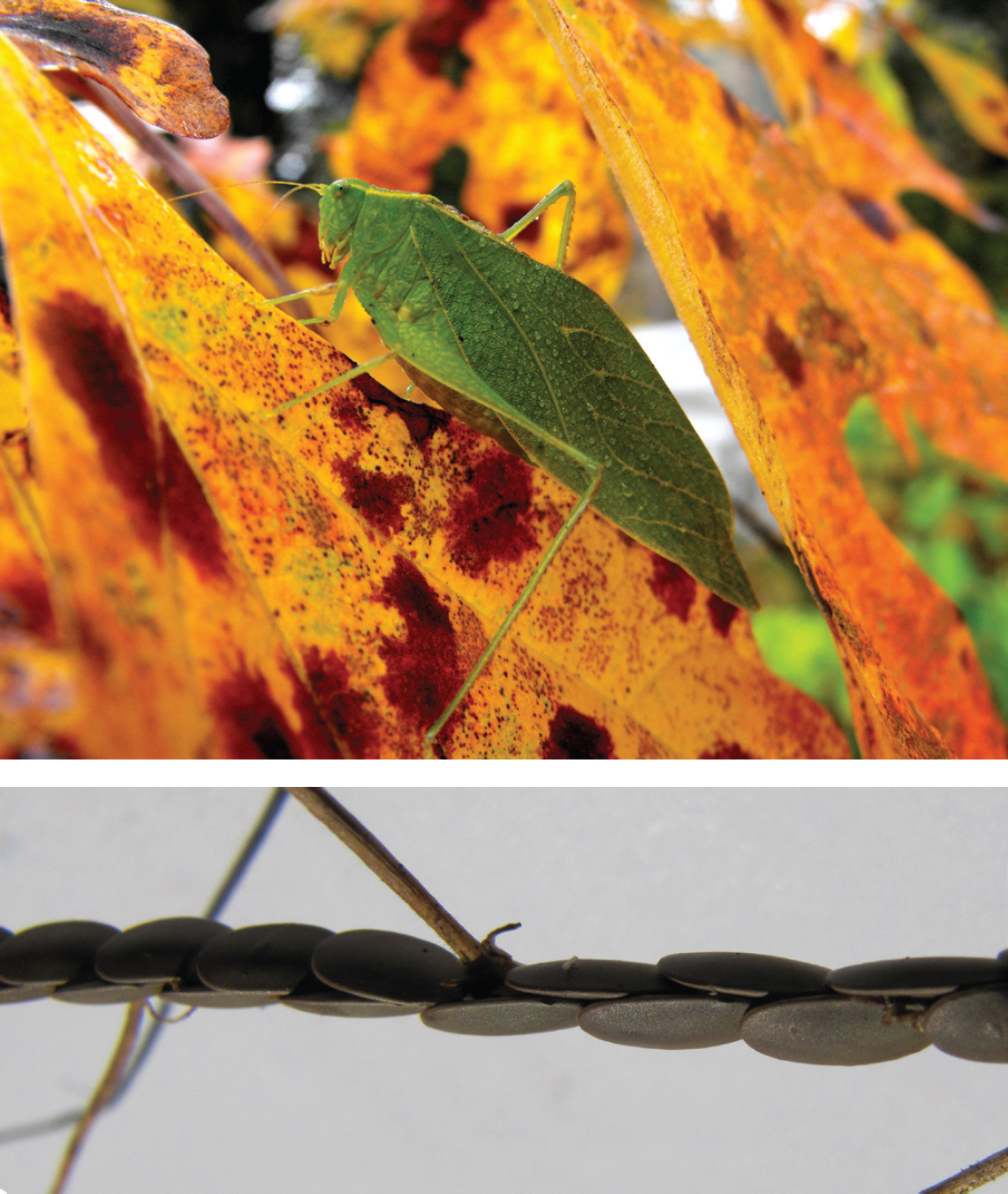 I was concerned when I first noticed these dark scales on dead asparagus - photo 9