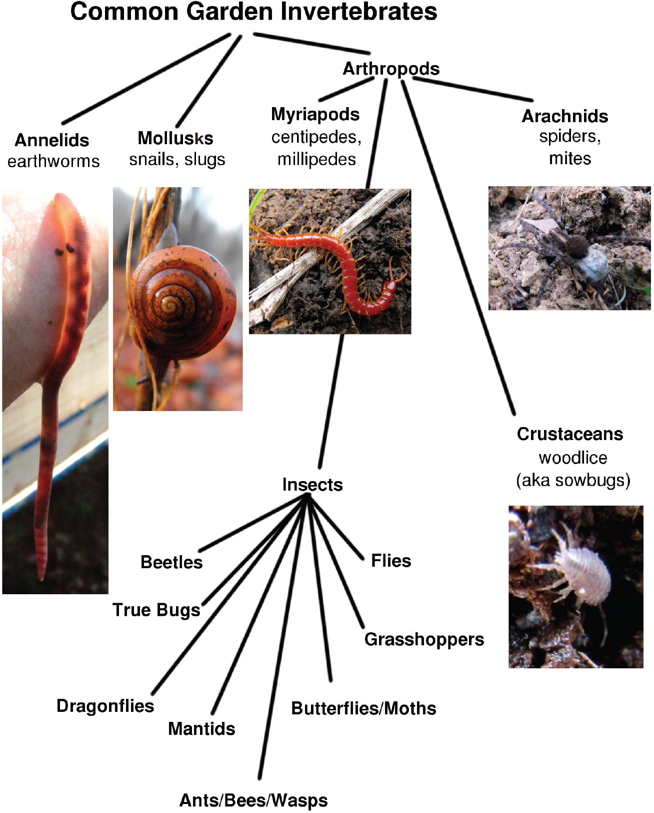 The most common types of invertebrates visible to the naked eye in a garden are - photo 10