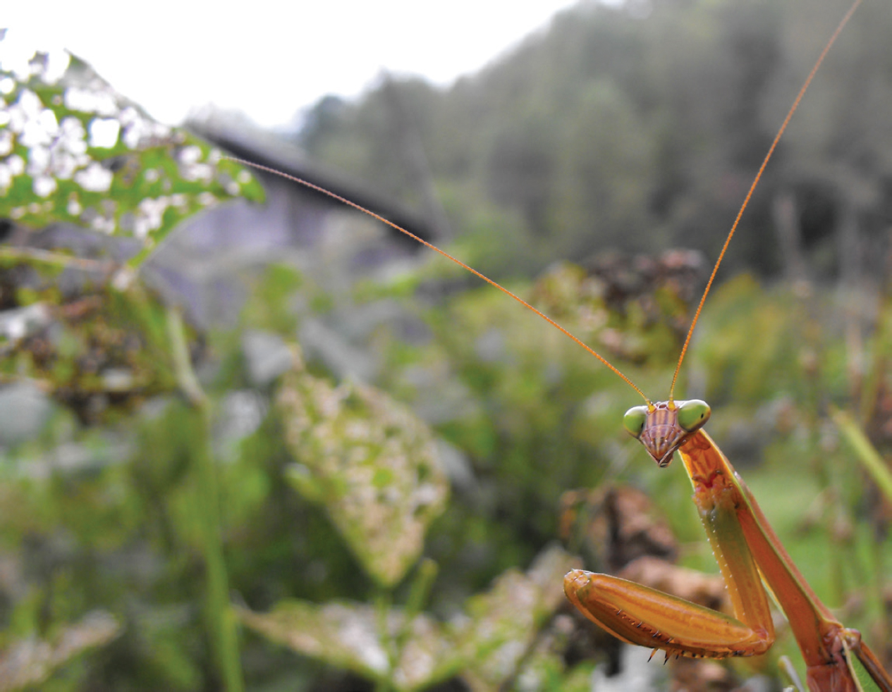 A praying mantis moved into a bed of buggy beans in search of a high-protein - photo 6