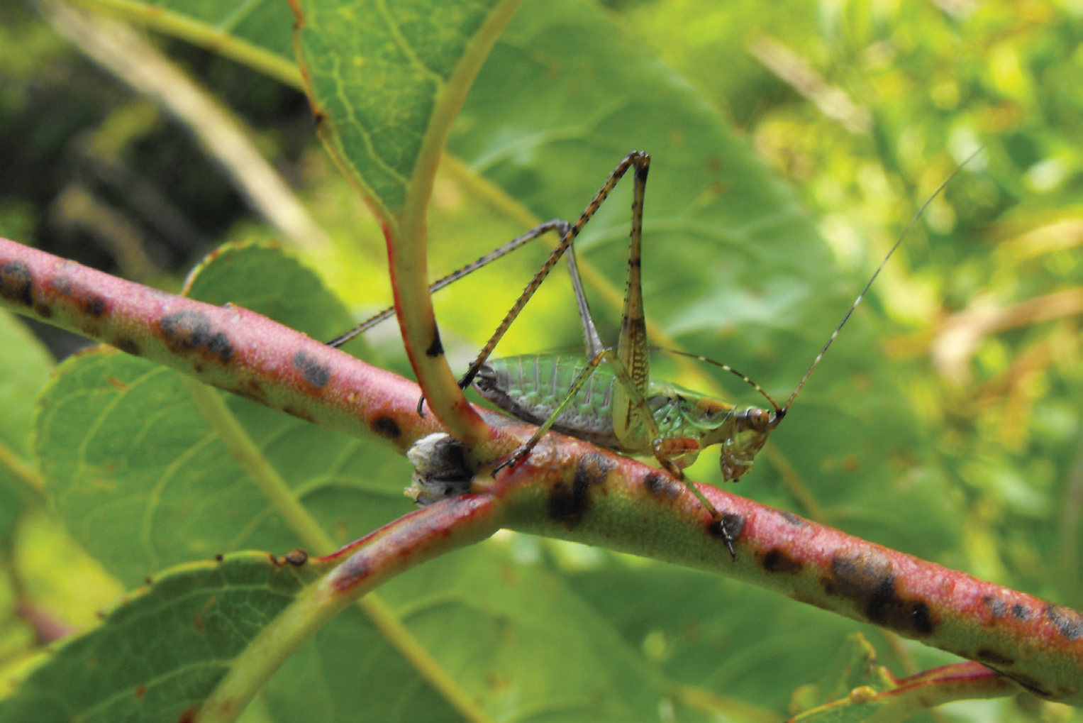 Many leaf nibblers like this bush katydid Scudderia sp are solitary and - photo 5