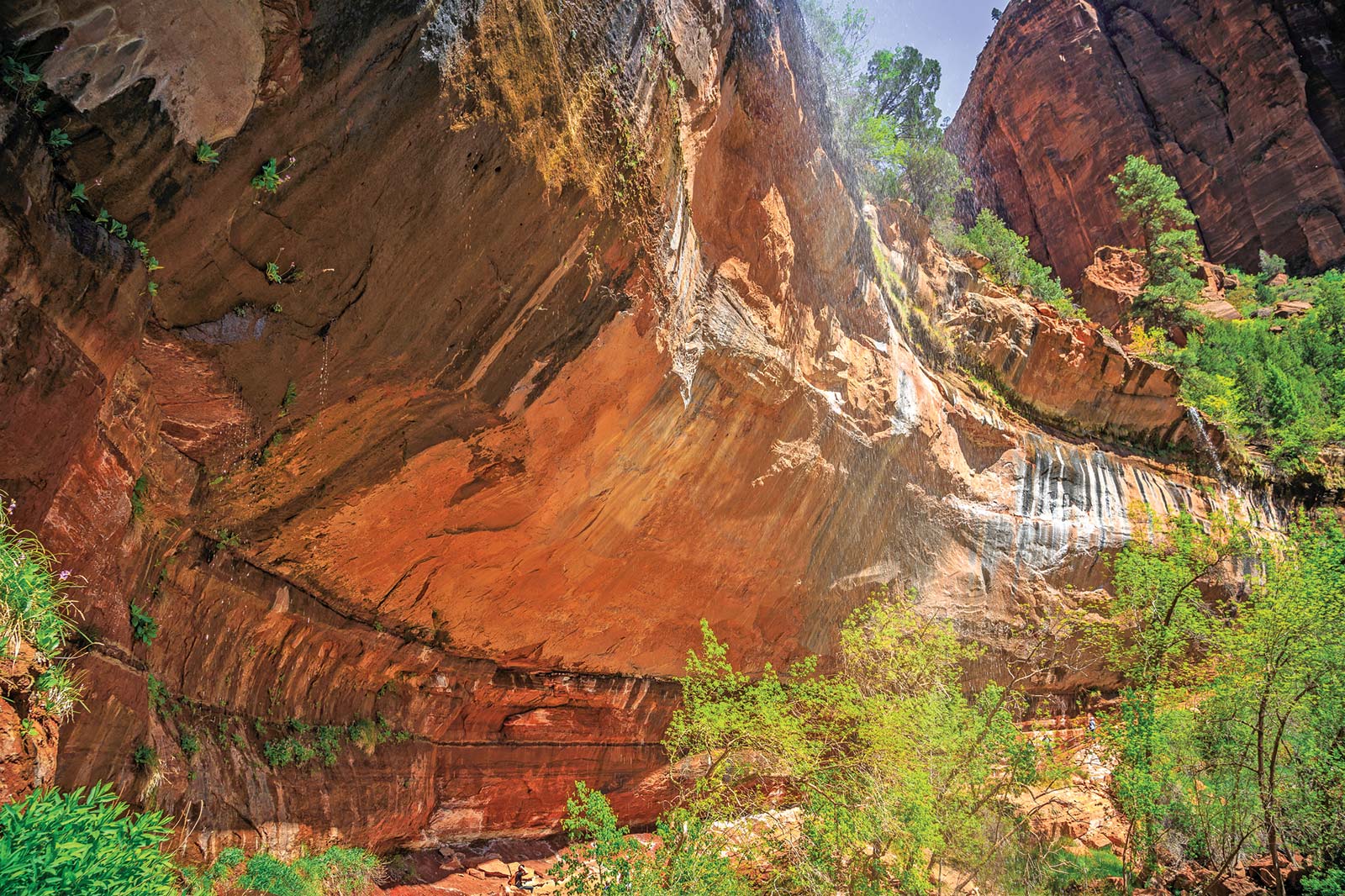 along the Virgin River Take time to admire hanging gardens where plants - photo 6