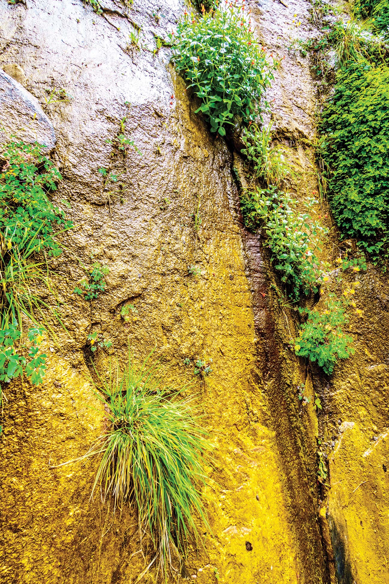 along the Virgin River Take time to admire hanging gardens where plants grow - photo 7