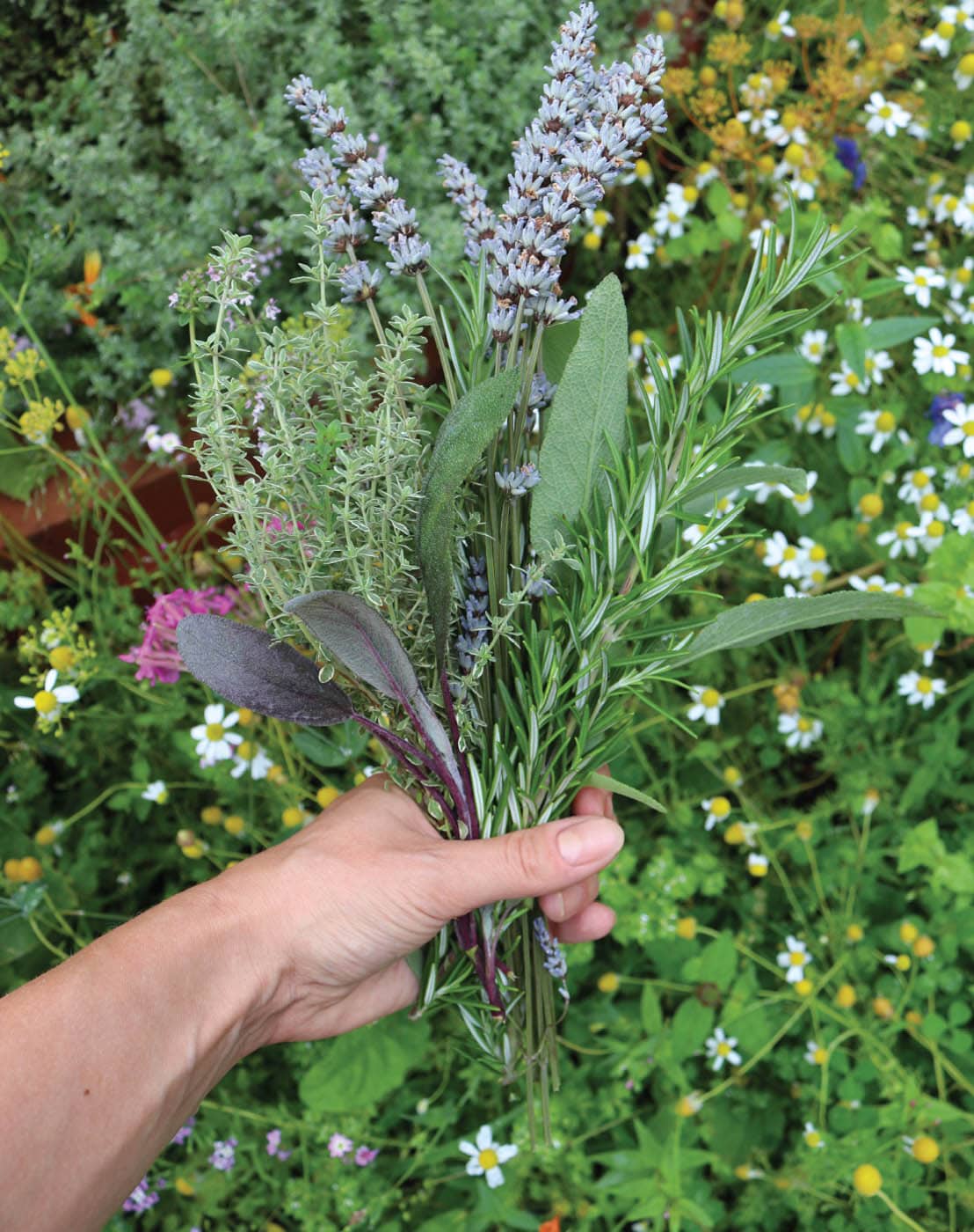 Lavender thyme sage and rosemary have many uses in food medicine and - photo 11