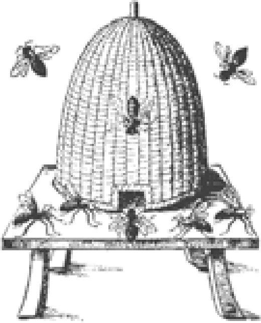 Skep English woodcut 1658 WHAT ARE HONEY BEES They belong to a - photo 13