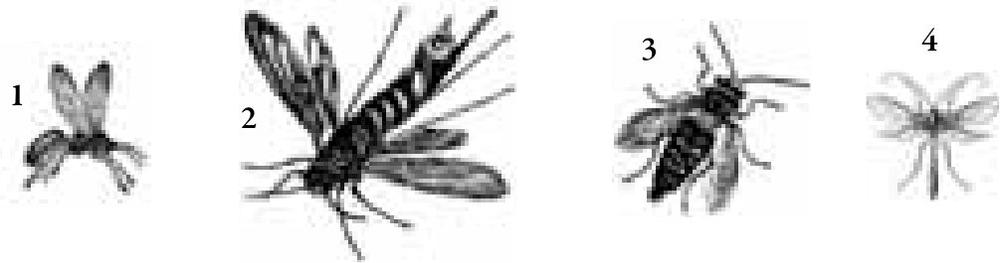 1 Winged ant 2 Hornet 3 Wasp 4 Ichneumon fly LIFE SPANS Life expectancies - photo 16