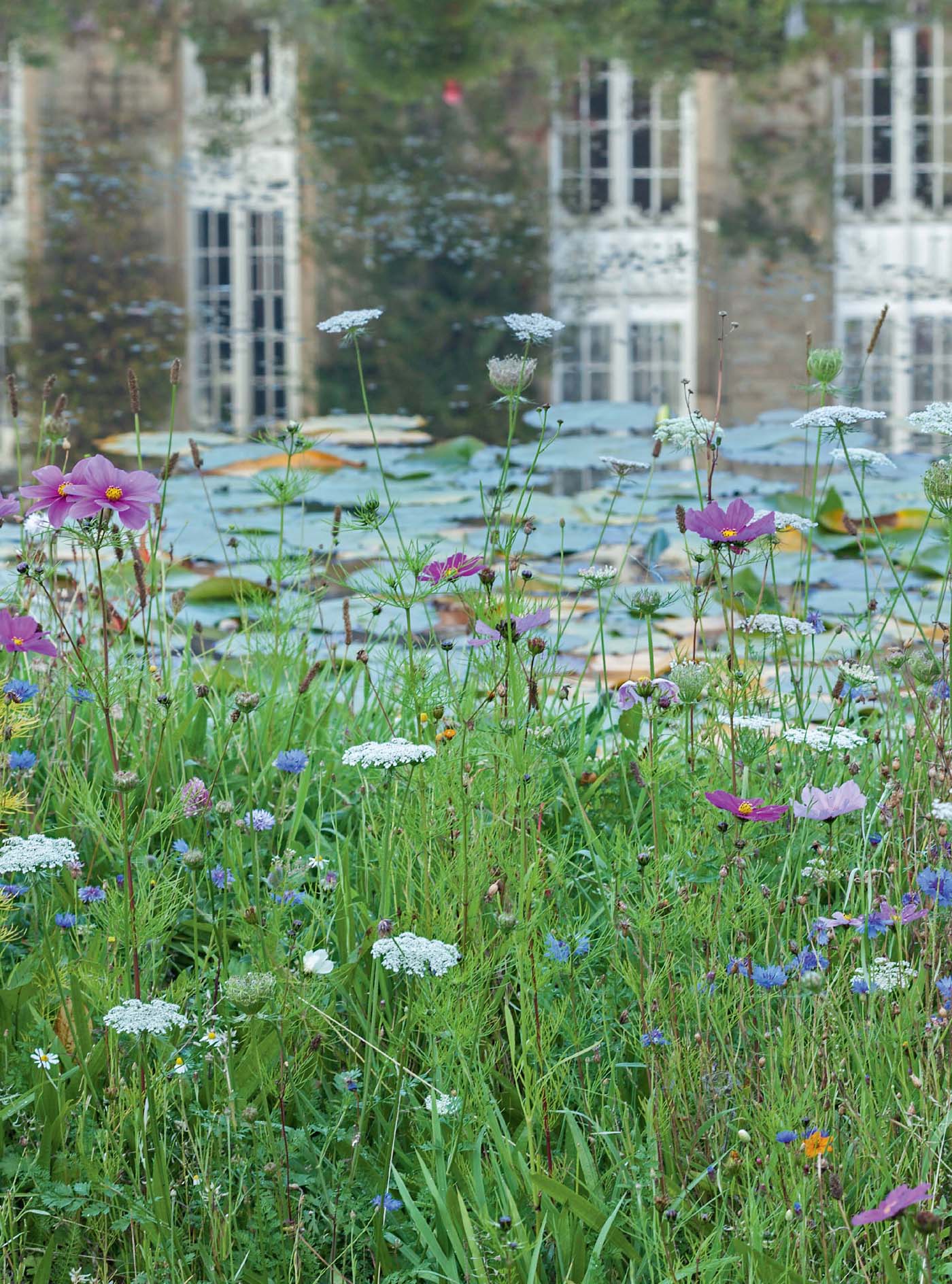 A detailed view of the annual wildflower mix along the lake includes Cosmos - photo 3