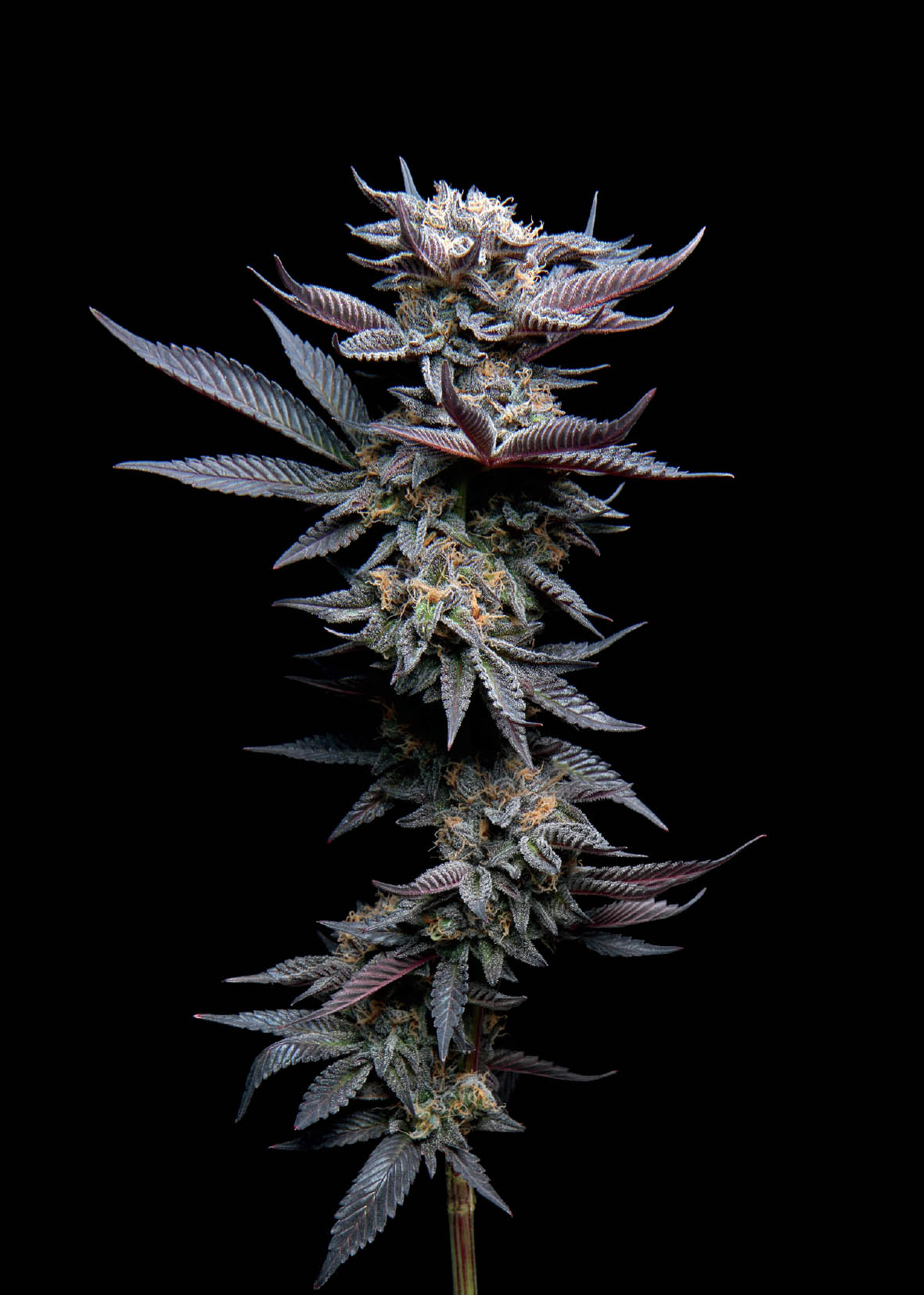 Cannabis Overview Marijuana is the budding flower of the female cannabis - photo 4