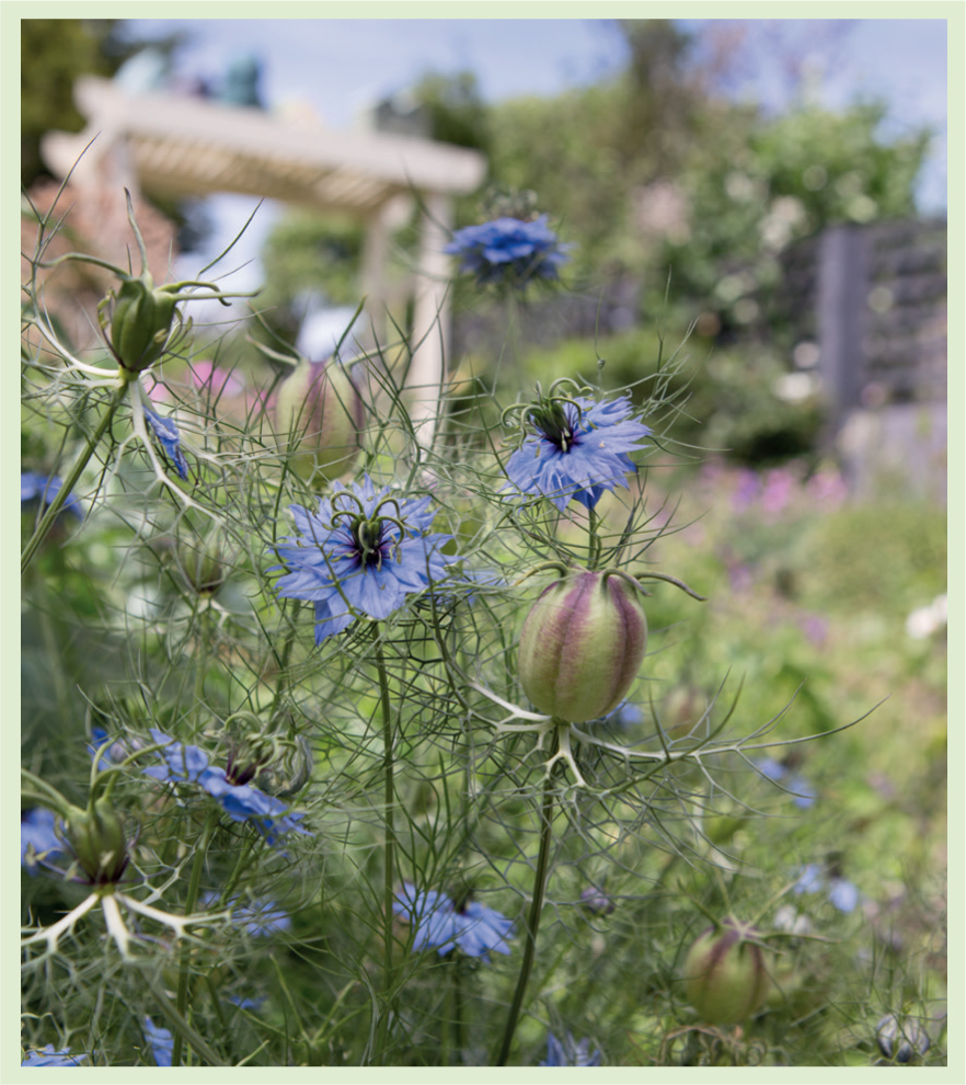 My friend Helens garden in Hove in Sussex Sparrow nest boxes - photo 3