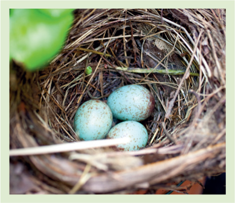 My friend Helens garden in Hove in Sussex Sparrow nest boxes - photo 5