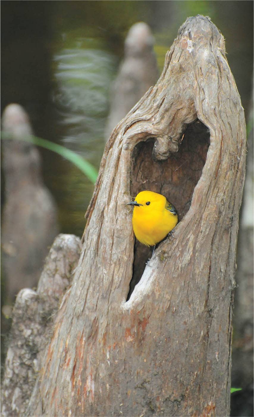 BIRDHOUSE BOOK Building Placing and Maintaining Great Homes for Great - photo 2