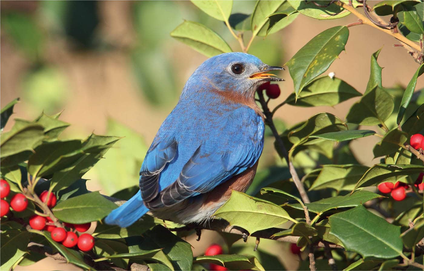 Male Eastern Bluebird perched in a holly bush Steve Byland Science programs - photo 8