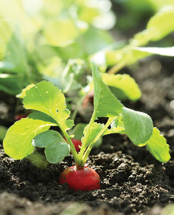 Raising organic vegetables herbs and fruits is one of the most basic - photo 7