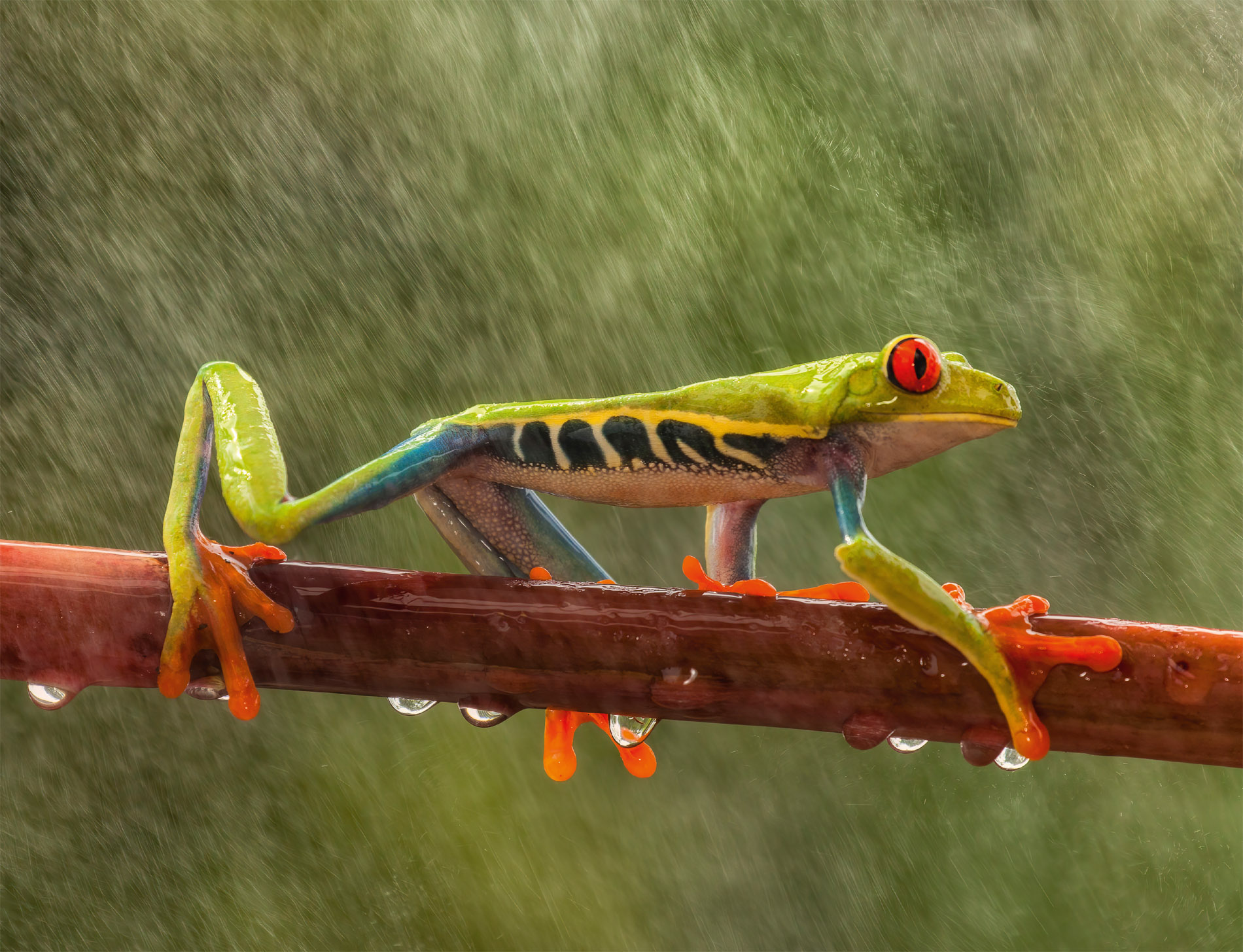 In Costa Rica this red-eyed tree frog adopts green hues for camouflage and red - photo 6