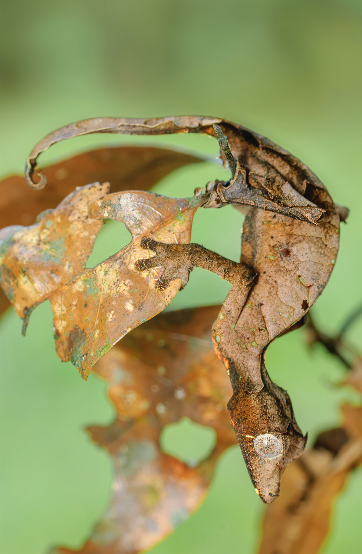 Deceiving the eyes of both predators and prey this satanic leaf-tailed gecko - photo 7