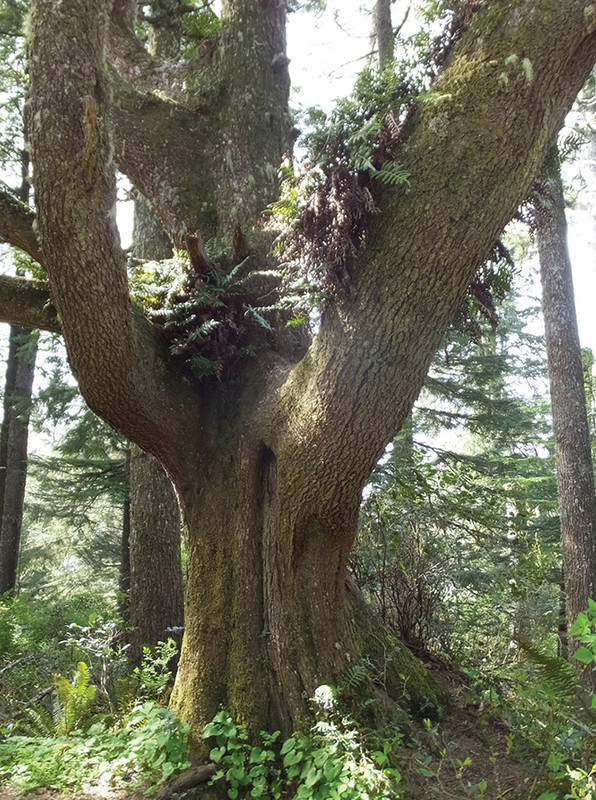 Ferns colonize a large Sitka spruce on the trail to the tip of Cape Lookout - photo 3