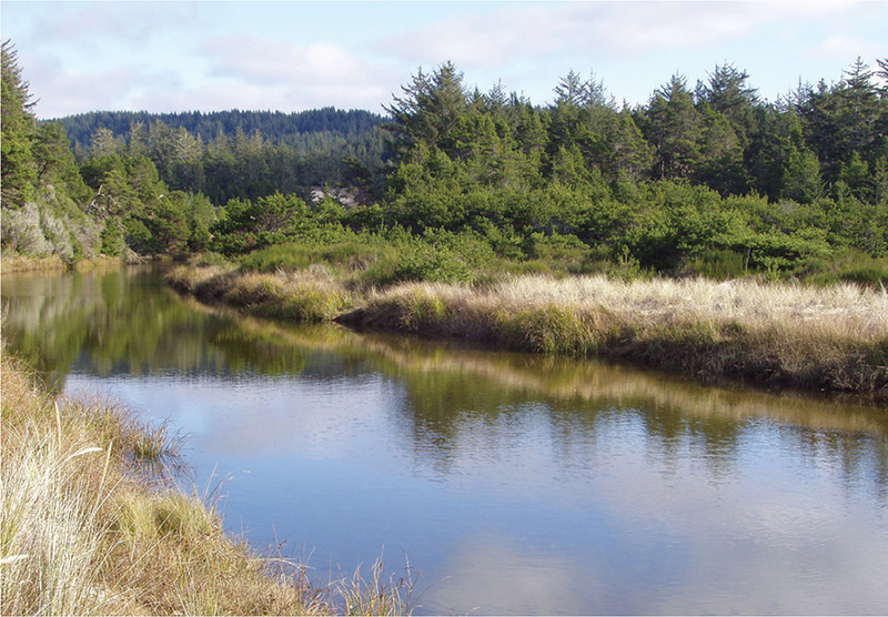 Trails lead along the north and south sides of Tahkenitch Creek in the Oregon - photo 8